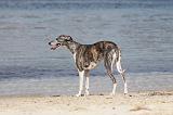 WHIPPET 316